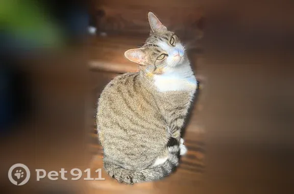 Lost female cat, Lost Creek Drive, 440, Walton — greenish eyes - photo