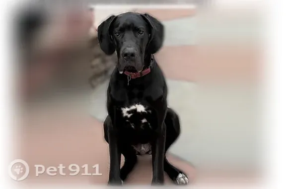 Missing dog Fresno, photo: Lost dog, West Shaw Avenue, Fresno — male black Great Dane