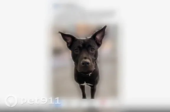 Lost dog, Copley Road, 3793, Copley, Pigeon Creek — female, black with a white chest patch - photo