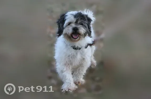Missing dog Reading, photo: Lost dog, Morgantown Road, Reading — female Shih Tzu mix with a pink collar