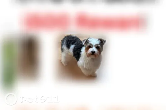 Lost male dog, Richland Road, 1250, Marion Township, Marion — white parti Yorkie with black marks - photo