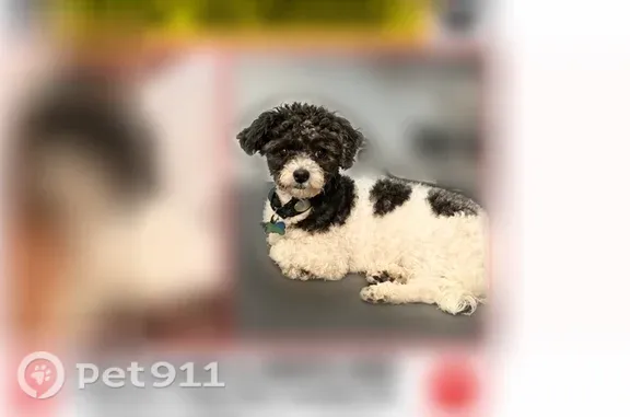 Lost female dog, Decatur Street Southeast, 125, Atlanta — small black-and-white dog - photo