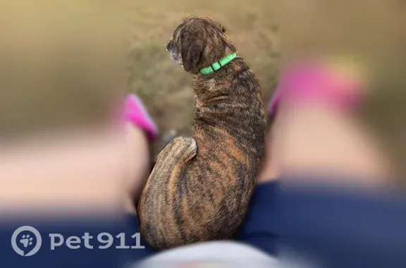 Lost male dog, Hannibal Drive, 1652, Oak Grove — boxer mix with a green collar - photo