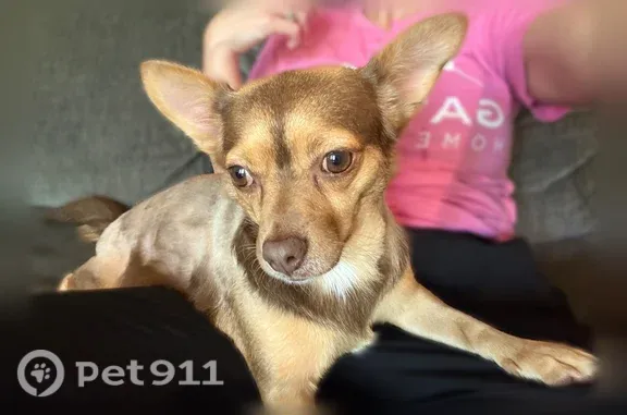 Found dog Tulsa, photo: Found female dog, Blanchard, Oklahoma, Tulsa — Chihuahua mix in great health