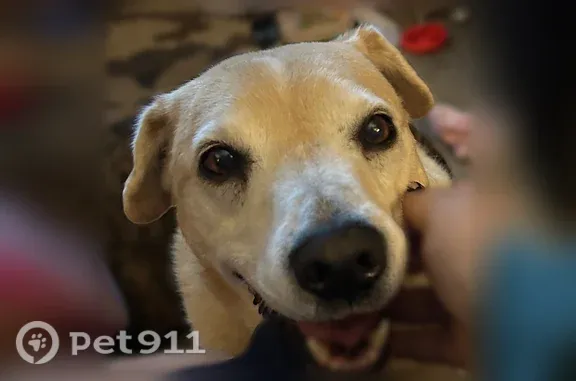 Lost male dog, Hannibal Drive, 1652, Oak Grove — white tail tip and feet - photo