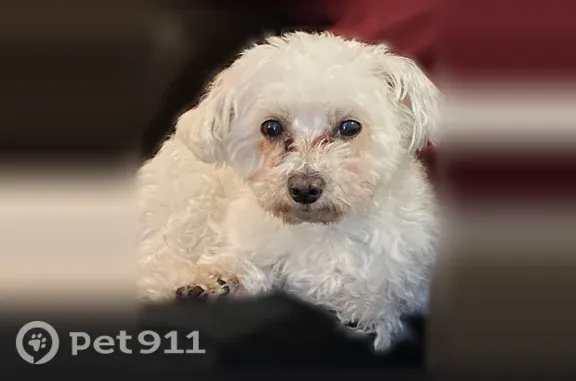 Lost dog, Darby Creek Drive, Pleasant Township, Grove City — no collar, microchipped - photo