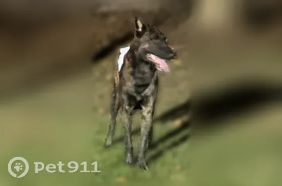 Lost Dog, Lakes Boulevard, 10678, Saint George, Oak Hills Place — male with a brown and black brindle coat - photo