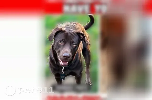 Missing dog Fresno, photo: Lost dog, South Fifth Street, 1733, Fresno — chocolate short-haired Labrador