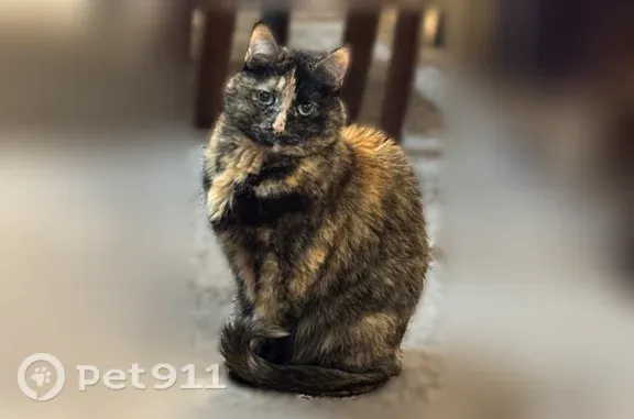 Missing cat Omaha, photo: Lost cat, North 153rd Court, 3904, Omaha — female black-and-brown tortie