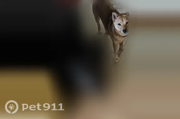 Lost pets Phoenix, photo: Lost dog, Youngtown, Arizona, Phoenix — female Shiba Inu with brown paws