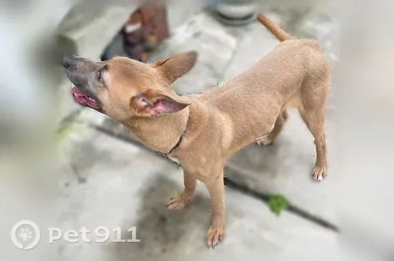 Found dog Jacksonville, photo: Found dog, West Beaver Street, 2909, Jacksonville — gray hex pattern and green wire leash