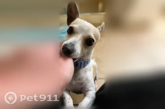 Lost dog, male, Gibson Boulevard Southeast, 4849, Albuquerque, Albuquerque — light blue collar with red lobsters - photo