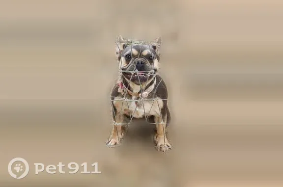 Lost dog, Oneal Road, 34490, Wildomar — female French bulldog with Doberman-like markings - photo