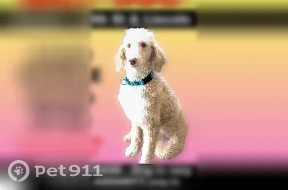 Lost pets Phoenix, photo: Lost dog, North 27th Street, 6504, Phoenix — female cream standard poodle