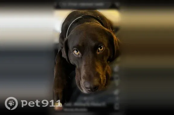 Lost female dog, Clanton, Alabama, Clanton — chocolate Lab with pink collar - photo