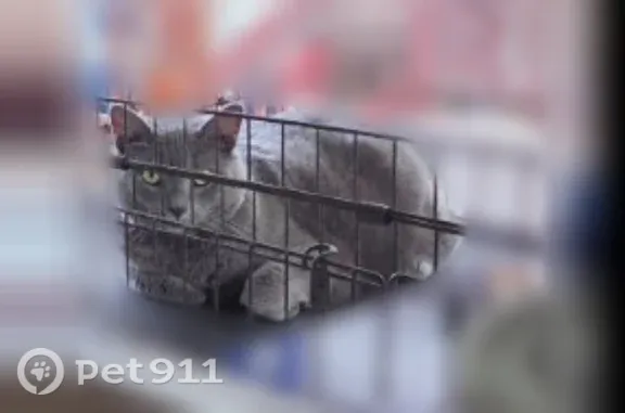 Lost Cat, female, Summit Ridge Road, 300, Middletown, Philadelphia — gray coat and flea collar - photo