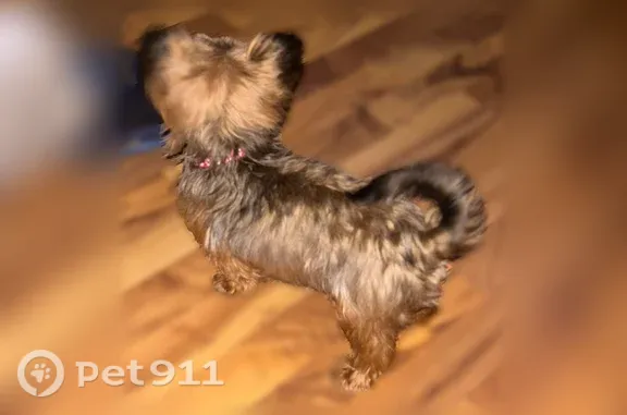 Missing dog Breckenridge Hills, photo: Lost female dog, East Breckenridge Road, Breckenridge Hills — pink collar