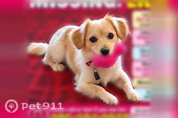 Lost dog, Martin Luther King Junior Way South, Seattle — small, shy female with a hot pink harness - photo