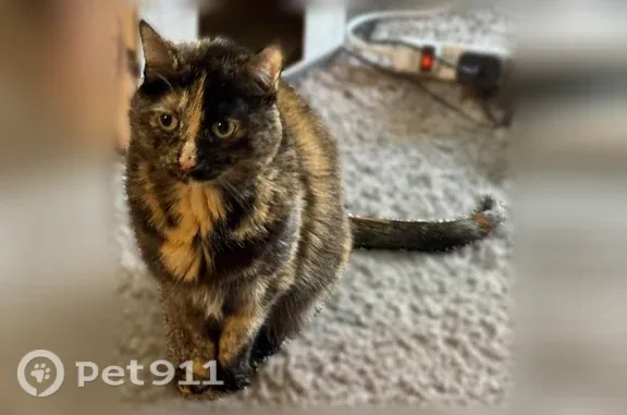 Missing cat Omaha, photo: Lost female cat, North 154th Court, 3803, Omaha — tortie with a zip-like facial marking