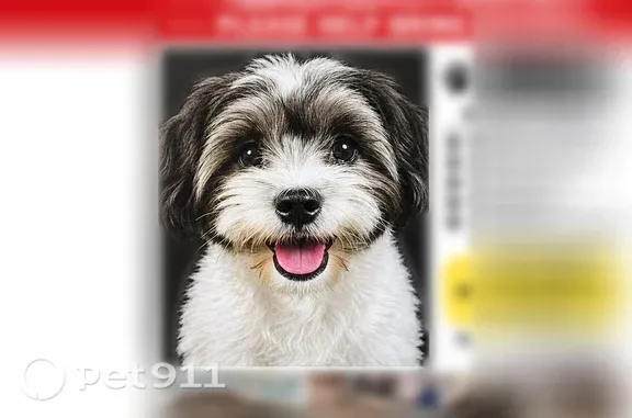 Lost dog, South Hobart Boulevard, 479, Los Angeles — male black-and-white Maltese mix needing medication - photo
