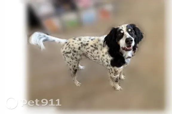 Missing dog Caldwell, photo: Lost female dog, West Orchard Avenue, 15478, Caldwell — white coat with black and tan ticking