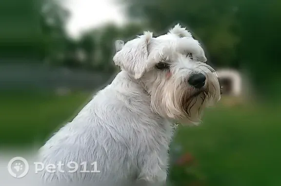 Lost dog, Nash Highway, 11773, Clarksville — white mini schnauzer with a red, white, and blue collar - photo