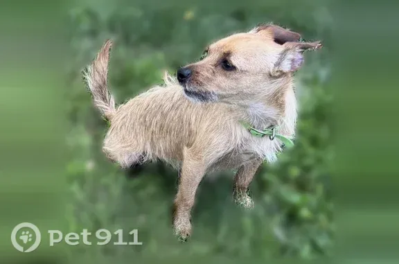 Lost dog, female, Park Avenue, 1041, Huntington — skittish tan Chihuahua/Yorkie mix - photo