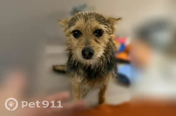 Lost dog, West 118th Street, 5501, Grant, Grant — male Chihuahua-Yorkie Terrier mix with big ears - photo