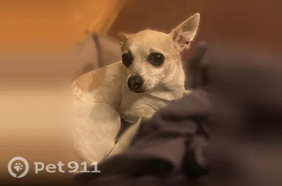 Lost dog, Eastridge Drive, 6808, Dallas, Mandeville — male Chihuahua, 6 lb - photo