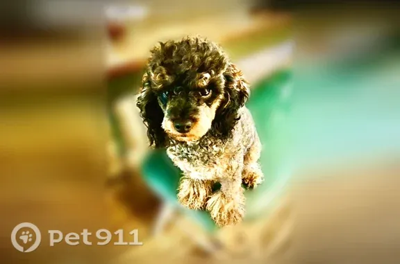 Lost dog, Savin Avenue, 48, Norwood — grayish-black miniature poodle, female - photo
