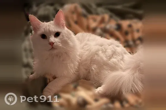 Missing cat Providence, photo: Lost cat, Sycamore Street, 27, Providence — male, indoor-only
