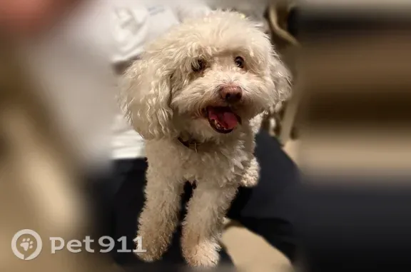 Missing dog Stockton, photo: Lost dog, Purvis Avenue, 2872, Clovis, Stockton — female Maltese poodle