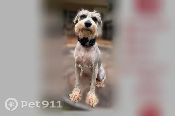 Lost male dog with black collar, Edgefield Road, North Augusta - photo