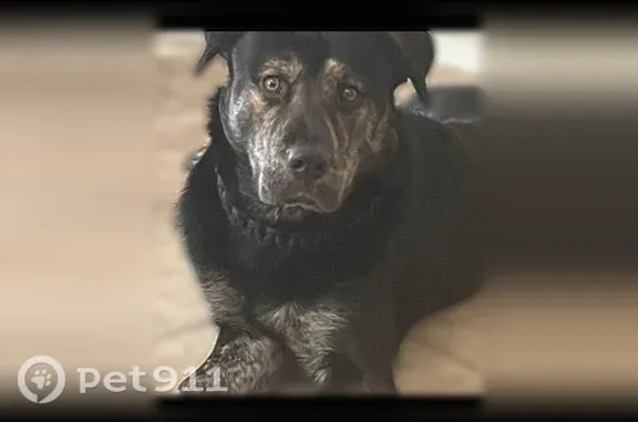 Lost Dog, West Orange Grove Road, 951, Tucson, North Las Vegas — male, black and brindle - photo