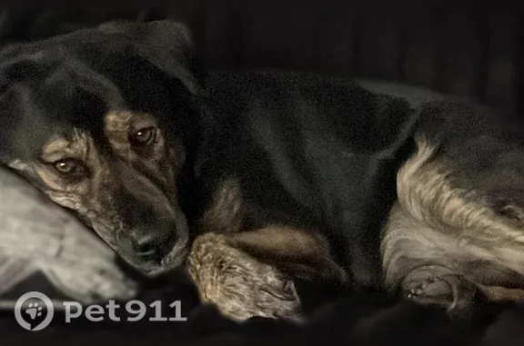 Lost dog, West Orange Grove Road, 951, North Las Vegas — male, orange collar - photo