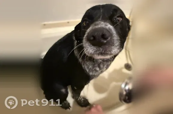 Lost dog, Jacksonville, Dallas — chased a bunny - photo