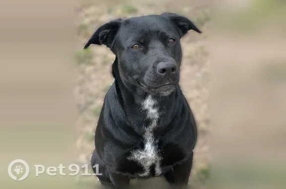 Lost dog, Southwest 10th Street, 3001, Oklahoma City — female, black with white chest and neck - photo