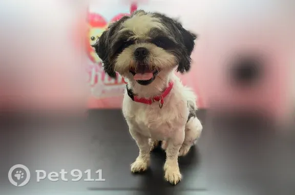 Missing dog Fort Lauderdale, photo: Lost Dog, Northwest 4th Street, 3769, Fort Lauderdale — male Shih Tzu