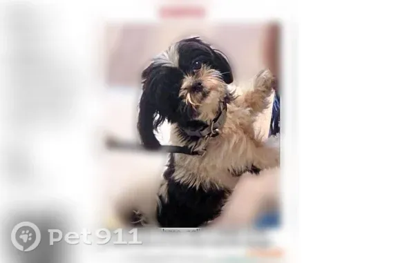 Lost dog, Lancaster, Texas, Lancaster — male, black and white, seen with a small white dog - photo