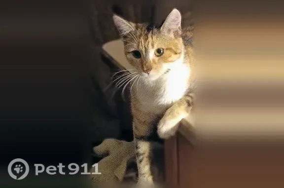 Lost female cat, North 1st Street, 101, Yukon, Kansas City — never outside before - photo