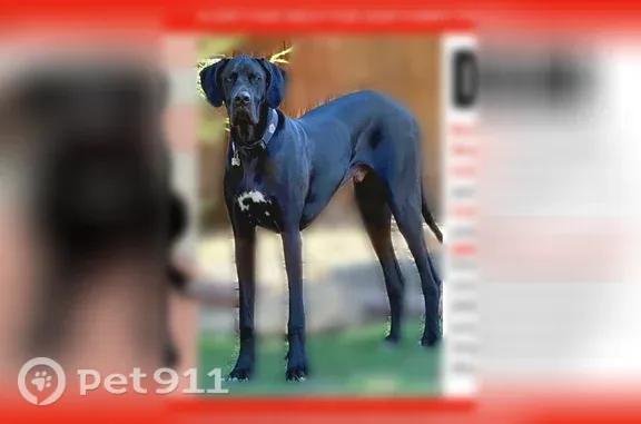 Missing dog Fresno, photo: Lost dog, North Palm Avenue, 5740, Fresno — male Great Dane with a white chest