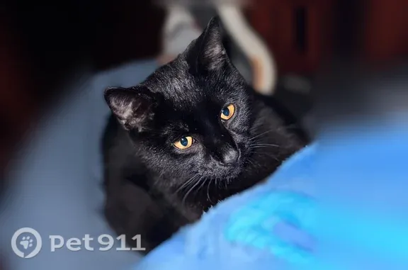 Missing cat Sioux Falls, photo: Lost cat, West Burnside Street, 1877, Sioux Falls — male black Bombay