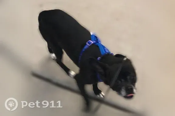 Lost dog, Broadway Boulevard Northeast, 2413, Albuquerque — black male with blue collar and harness - photo