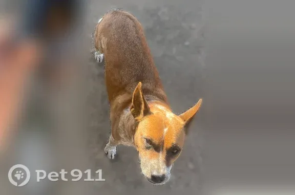 Lost dog, Phoenix, Arizona — female with brown fur and white markings - photo