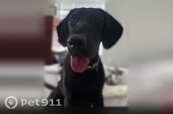 Lost dog, Coastal Club Way, 8303, Brunswick - female black Lab/GSP with a purple cheetah collar - photo