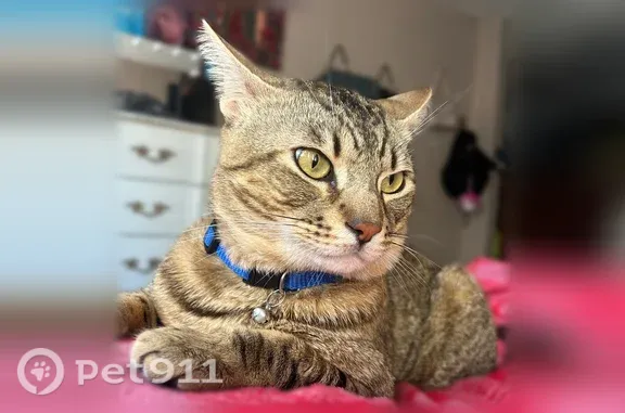 Missing cat Los Angeles, photo: Lost male cat, Bledsoe Street, 14432, Los Angeles — red collar and friendly