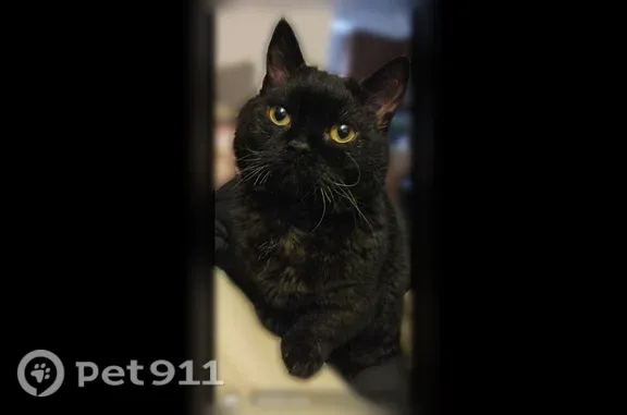 He is a tiny munchkin cat with small legs. He is not an outside cat. We think he slipped out the door when we were leaving for work at night and we didn’t see him.