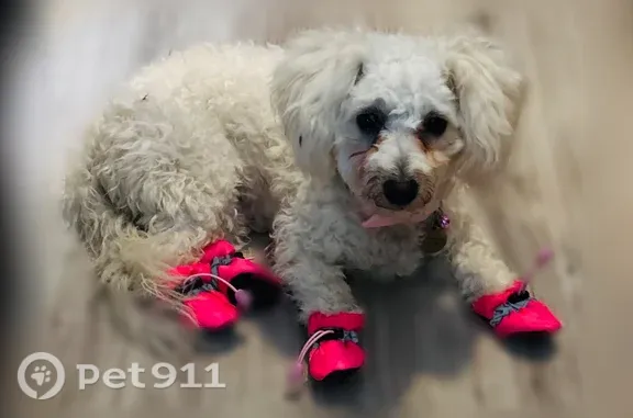 Lost female dog, 380 La Selva Dr, Elgin — white - photo