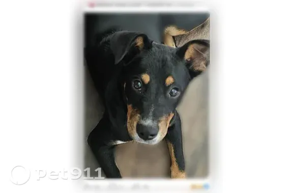Lost Dog, male, Poplar Street, 60, Waynesville, Arlington — Mountain Cur, Blue Heeler and Pit Bull mix - photo