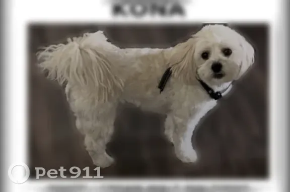 Lost dog, North Martinez Lane, 1077, Colton — male white and cream Maltipoo - photo